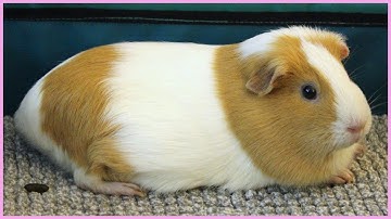 Best guinea pig noises of the wheek! (2021 Week 16)