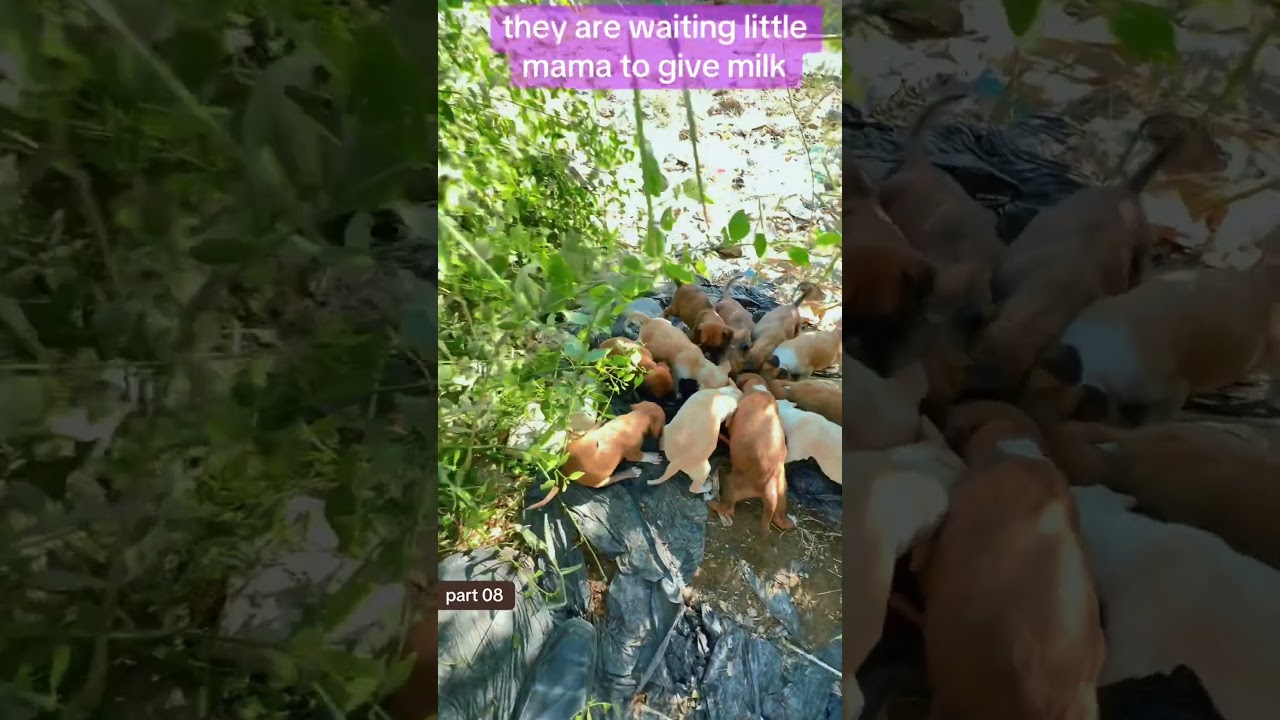 puppies | hungry puppy | dog food | video of feeding puppies