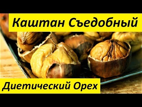 Каштан Съедобный - Диетический Орех. Идеален для Вегетарианской Диеты