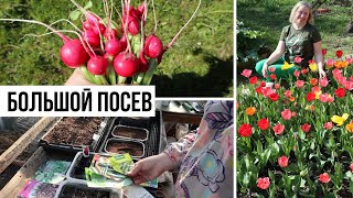 Посеяла все за два дня! Тюльпаны восхищают, погода шепчет by Алёнин сад 12,253 views 3 weeks ago 48 minutes