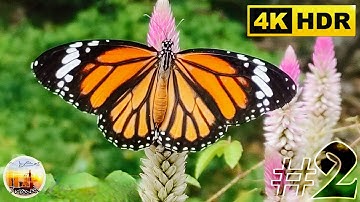 Màu Sắc Rực Rỡ Của Thiên Nhiên ll | Video 4k