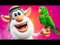 بوبا 🦜 الصديق الطائر 🦜 رسوم متحركة للأطفال