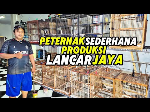 Datang Kenari Murai Trucuk Jalak Platuk Manyar BRT Tledekan Pleci Tepus Anis Blacthroat Zebra