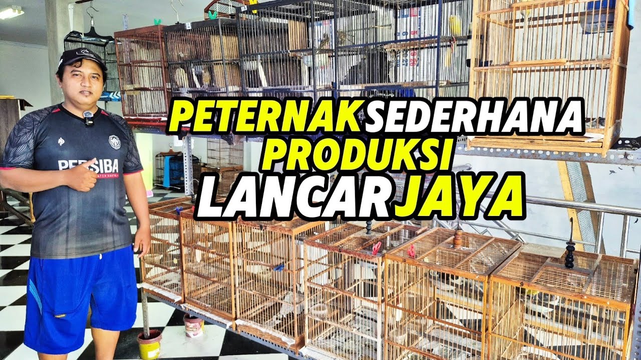 PETERNAK KENARI‼️Metode SEDERHANA produksi LANCAR JAYA....