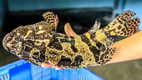 THIÊN ĐƯỜNG CÁ CẢNH đẹp mọi thời đại,nhạc xuân hay mọi thời đại nhạc xuân hay mọi thời đại xuânhay