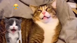 FUNNY CATS AND DOGS MAKE YOU HAPPY EVERY DAY  Funniest Animal Videos 2024