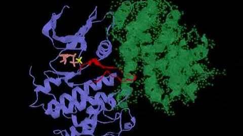 Cdk2 Video   DnaTube.com - Scientific Video Site.flv