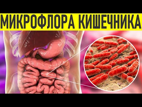 СОСТАВ МИКРОФЛОРЫ КИШЕЧНИКА ЗДОРОВОГО ЧЕЛОВЕКА | Здоровый кишечник