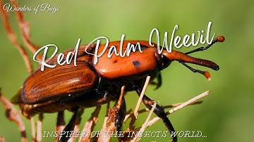 Red Palm Weevil 🐞  | INSECTS FOR KIDS Learning  | Nature | Educational
