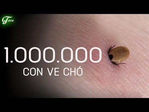 Video: Làm Thế Nào Một Con Ve Cắn