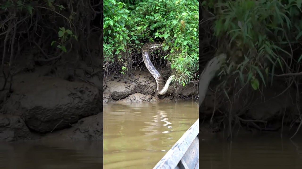 🐍 MASSIVE ANACONDA Drops Into Water RIGHT NEXT TO ME! #shorts