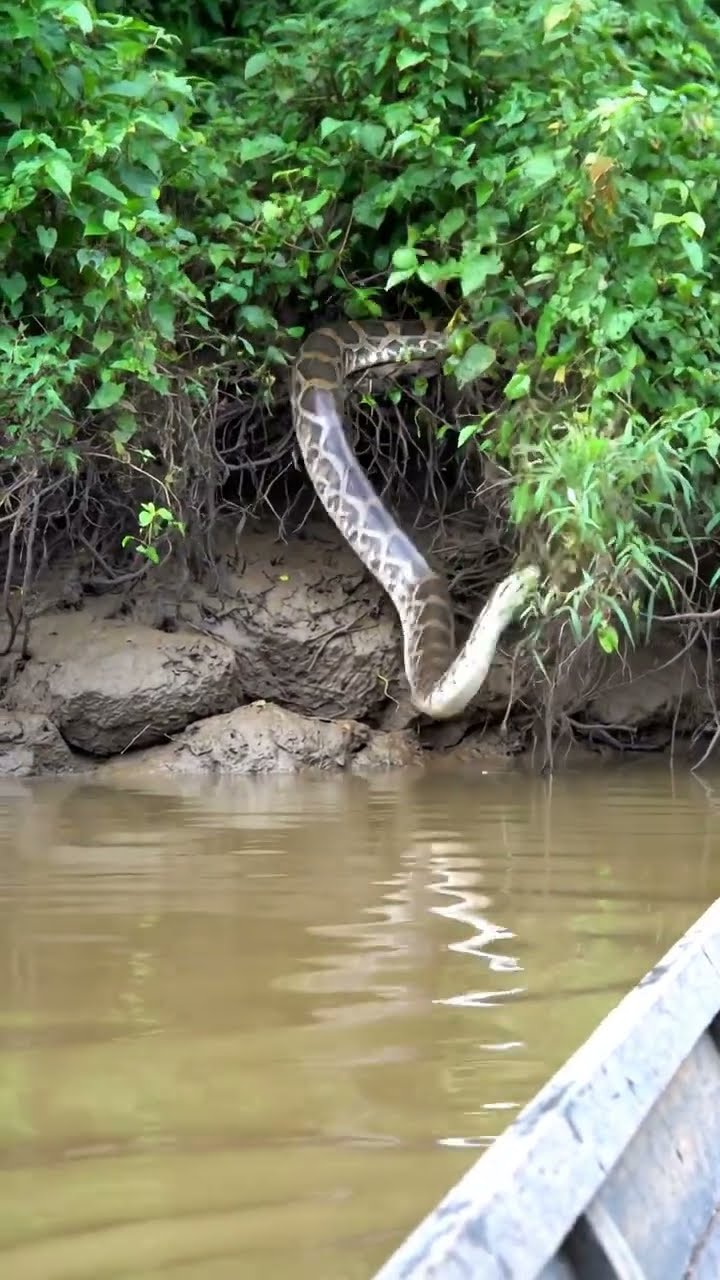🐍 MASSIVE ANACONDA Drops Into Water RIGHT NEXT TO ME! 썸네일