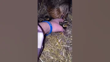 Подсадная утка 🦆
