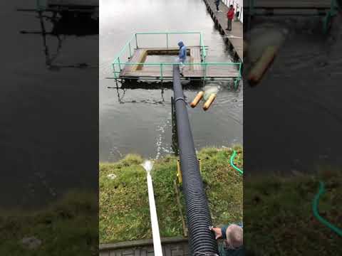 Радужная форель