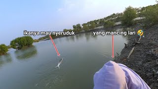 Sangat dahsyat tarikan ikan bandeng liar. ‼️