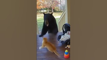 Cat Diverts Bear at Porch — CGI Safety Clip #Shorts #Bear #CatSavesBaby