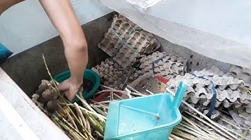 CÂU CÁ THIÊN NHIÊN||CÂU CÁ THIÊN NHIÊN,MỒI DẾ CỰC NHẠY,TRA TRÊ,VỒ ĐÉM