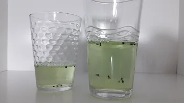 Como acabar com Mosquitinhos pretos?
