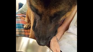 Raw Feeding Lycan several different meals (BARF) by Adventures with Lycan my German Shepherd Dog 75 views 2 months ago 16 minutes