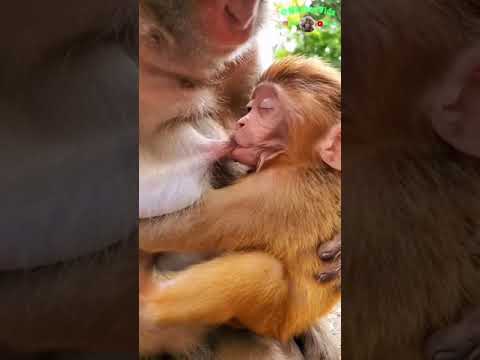 Cute monkey baby