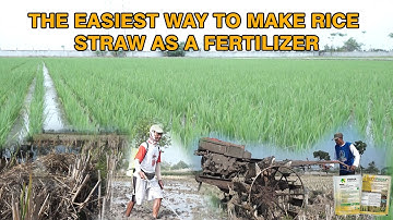 The Easiest Way to Make Rice Straw as a Fertilizer