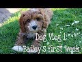 CAVAPOO PUPPY | DOG VLOG 1 - BAILEY'S FIRST WEEK