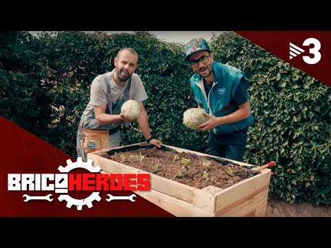 Vídeo: Què Es Pot Plantar En Un Hivernacle Al Costat Dels Cogombres? Es Poden Plantar Tomàquets? Els Millors Veïns. Compatible Amb Albergínies I Altres Verdures Del Mateix Hivernacle