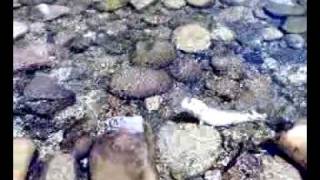 mosca seca coto cerezales leon.mp4