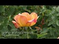 レディ・オブ・シャーロット - Lady of Shalott (Ausnyson)