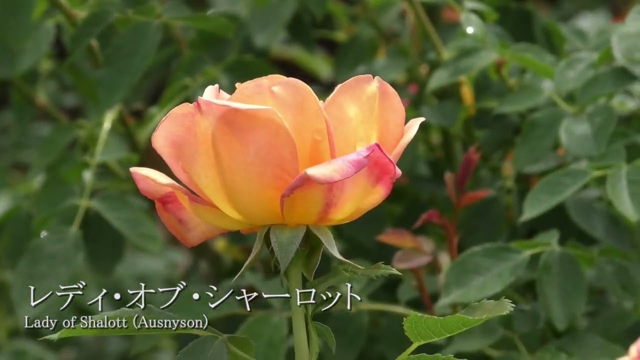 レディ・オブ・シャーロット Lady of Shalott (Ausnyson) YouTube