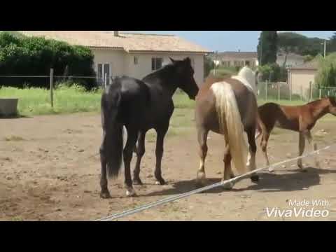 Video: Reproduksi (breeding) Kuda