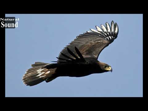 Sonidos de águilas para asustar palomas - El Águila Real - aves de presa -  aves rapaces - YouTube