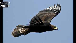 Sonidos de águilas  para asustar palomas  El Águila Real  aves de presa  aves rapaces