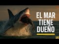 El Tiburón del Silencio: Cómo el Cazador Invisible Gobierna las Profundidades del Océano