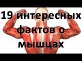 19 интересных фактов о мышцах. Интересные факты об организме. Часть#4