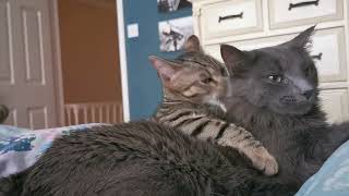 Bengal kitten with the male cat who  adores her