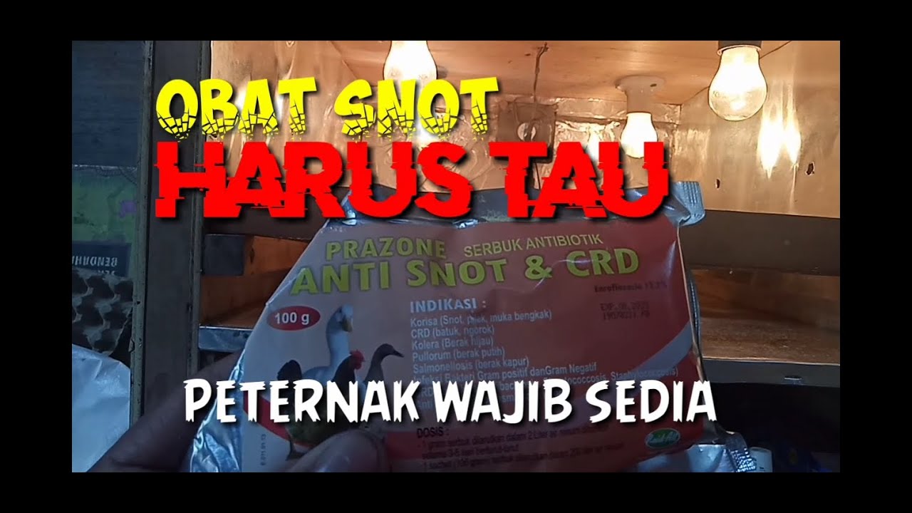 Cara mengobati penyakit snot ,pilek,ngorok,bengkak dimuka pada ayam