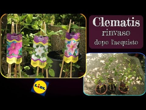 Video: Varietà Clematis - Tipi di cespugli e viti rampicanti Clematis