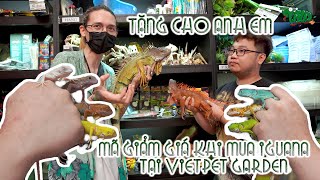 Các loại màu của GREEN IGUANA - TẶNG MÃ GIẢM GIÁ KHI MUA IGUANA TẠI VIETPET GARDEN | WILDVN TV