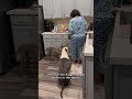 My dogs are capable of changing hearts and minds