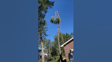 Natural Crotch Rigging oak Top 😃