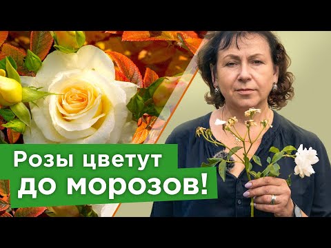 НЕ ЖАЛЕЙТЕ РОЗЫ,