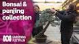 The Fascinating World of Bonsai: A Guide to Miniature Majesty ile ilgili video