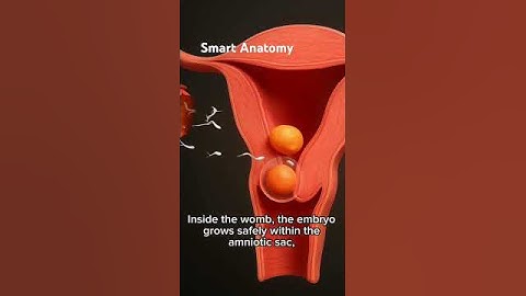 Inside the Uterus: The Journey of Life #pregnant  #anatomy #baby