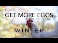 How to get chickens to lay more eggs in the winter How to get chickens to lay more eggs in the winter