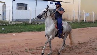 Cavalo Bravo