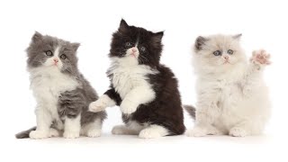 Adorable Kittens Slow mo Fun time by Warren Photographic 1,583 views 5 months ago 4 minutes, 22 seconds