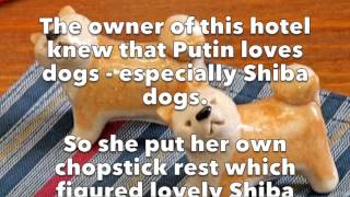 Russian President Putin likes Shiba dogs