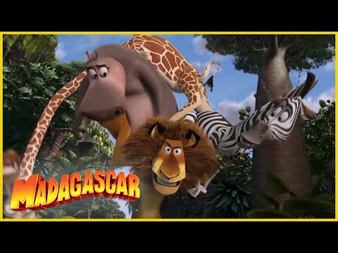 DreamWorks Madagascar en Español Latino | Alex salva el día | Dibujos animados para niños