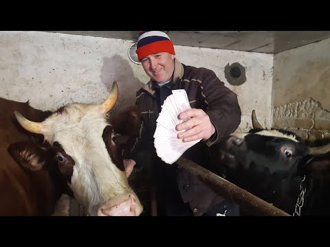 Скільки корова заробляє в Україні, просто ШОК ось чому вимирає село...